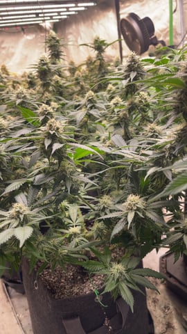 Clones GodFather OG Clones — flower, day 84