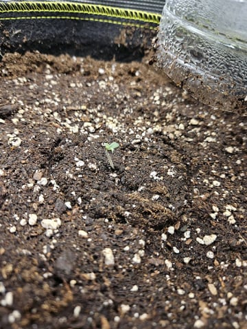 A chill grow in the small tent — germination, day 6