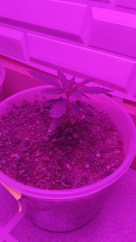 Projeto Seed FC  — seedling_rooting, day 4