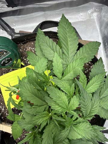 Gorilla Cookies 2nd Try — vegetative, day 34