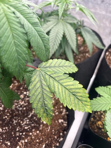 PKB remix/PotG — seedling_rooting, day 42