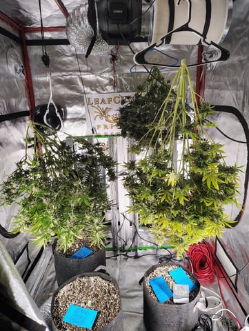 Beans For Days run — harvest, day 80