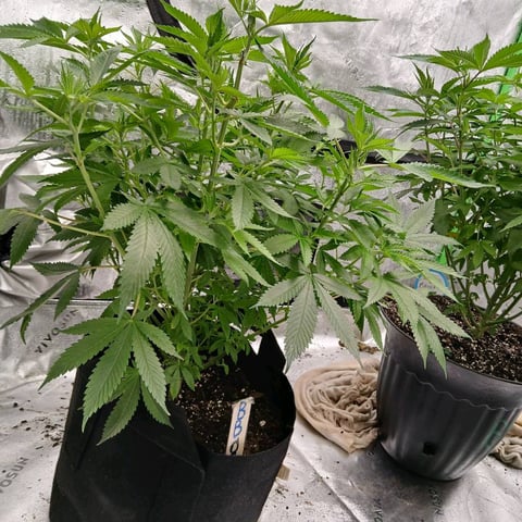 run #3 — vegetative, day 7