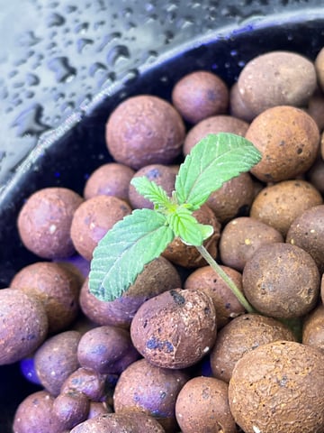 1st Ever Grow (Fat Bastard)(RDWC)  — seedling_rooting, day 14