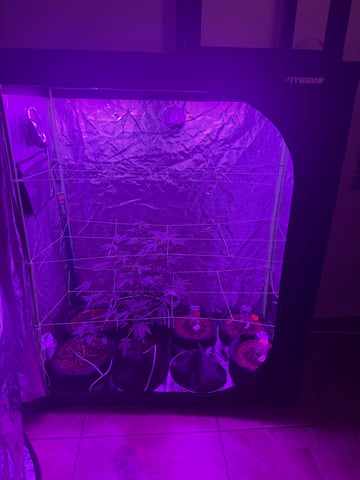 My First Grow — grow_setup, day 1