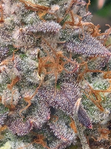 First Grow — flower, day 128