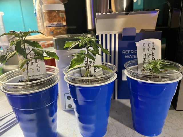 Inside Mother Plants — vegetative, day 30