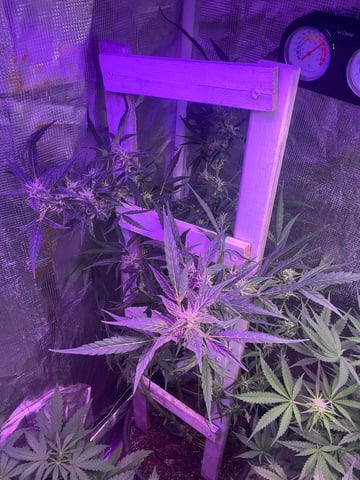easy bud auto & nothern lights auto — flower, day 58