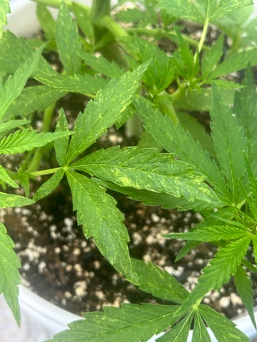 First ever grow — flower, day 54