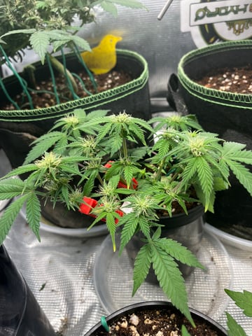 32oz Container Grow — auto, day 20