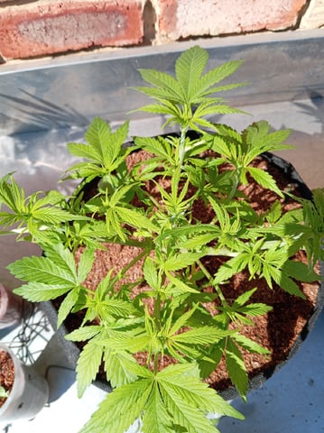 Random  — vegetative, day 115