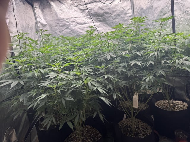 7 Strains 14 Plants  — flower, day 90