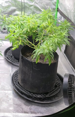 SBJ Clones — flower, day 69