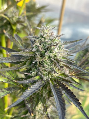 BlackBerry Moonrocks  — flower, day 73