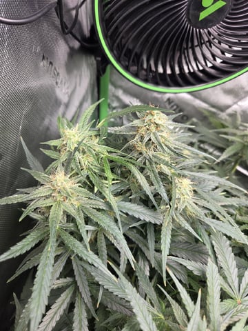 First Grow!!! — flower, day 13