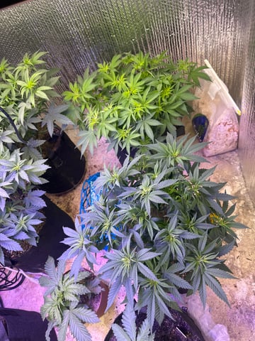 Gelly Mama and Sugar Tree — vegetative, day 82