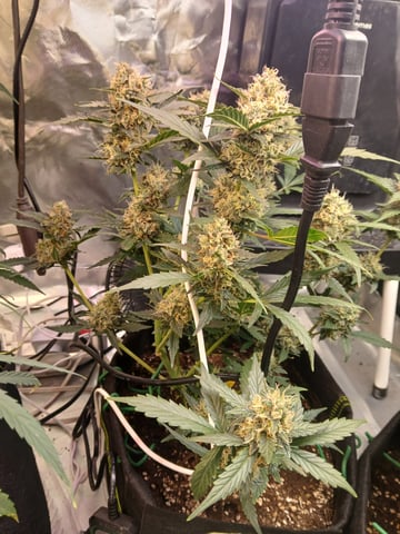 5 — flower, day 34