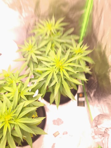 Pineapple Chunk/Runtz — flower, day 73