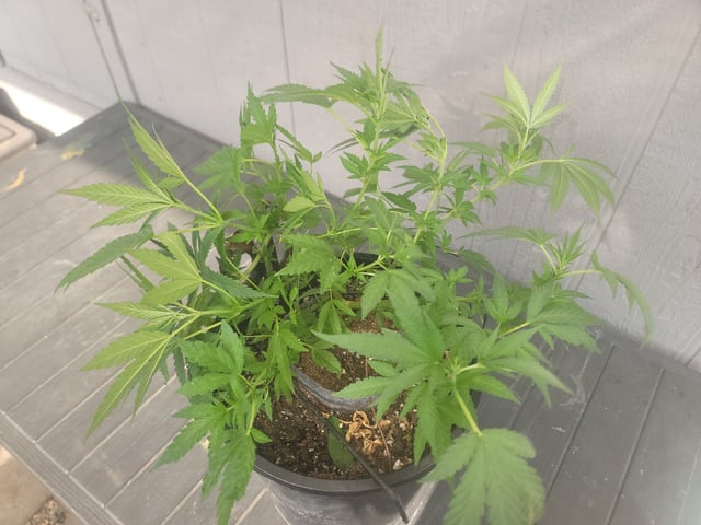 Ghetto Growing — flower, day 31