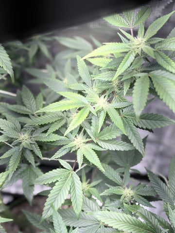 CANDYLAND — flower, day 122