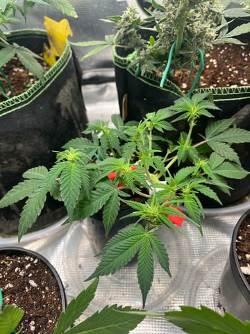 32oz Container Grow — auto, day 8