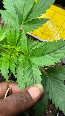 Auto Flower — vegetative, day 8