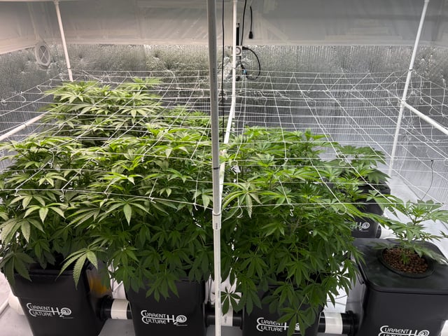 RDWC — vegetative, day 1