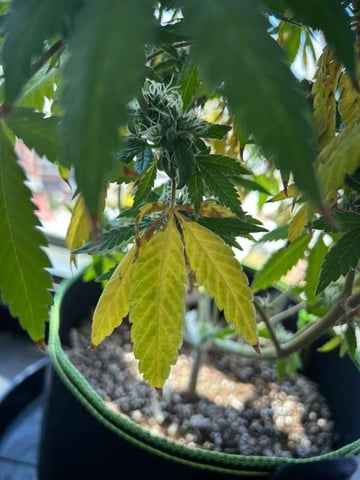 Royal Highness — flower, day 128