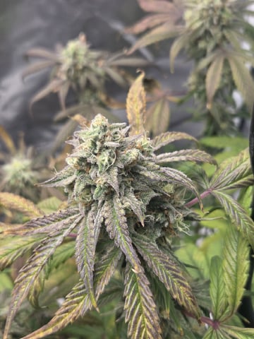 Autoflower NIGHT OWL — flower, day 21