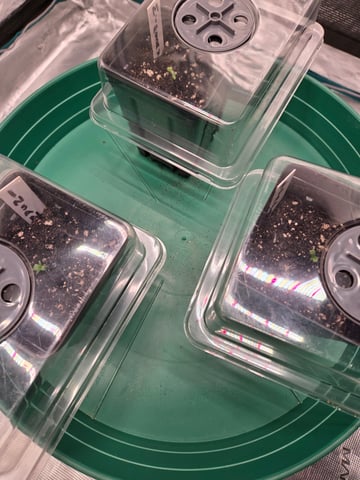 Zoap & Mimosa x OrangePunch — grow_setup, day 2