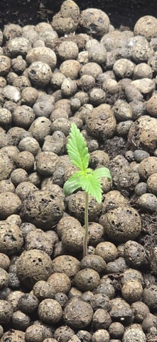 Mimosa   — seedling_rooting, day 2