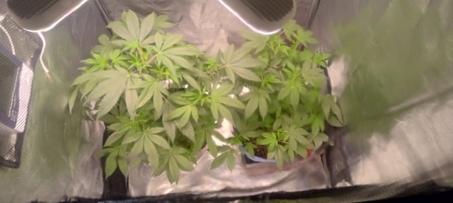 frst grow tent grow — vegetative, day 46