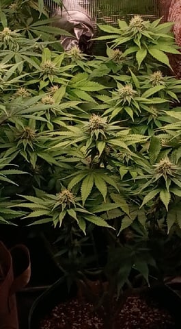 TentPlantLightFan — flower, day 99