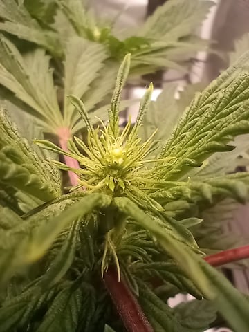 Wizard Punch first grow  — flower, day 73