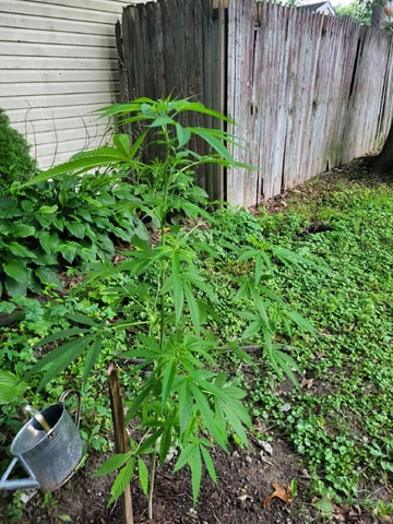 Bread — vegetative, day 9
