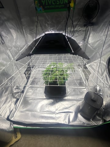Barney’s Farm  — vegetative, day 29