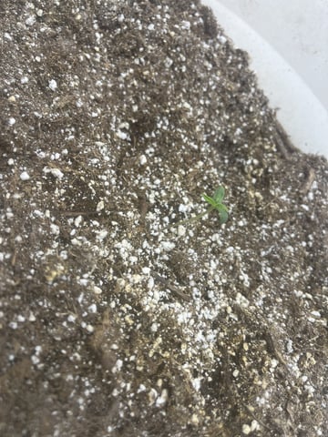 Autoskunk and OG Kush — seedling_rooting, day 4