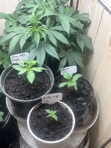  strawberry cough  — vegetative, day 20