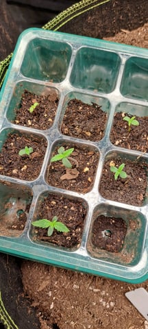 First Grow with the new setup  — seedling_rooting, day 5