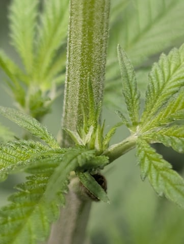 B E A utiful  — flower, day 65