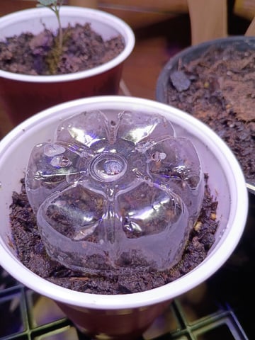 First Grow — seedling_rooting, day 2