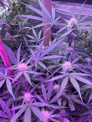 Milky Way F1 — flower, day 59