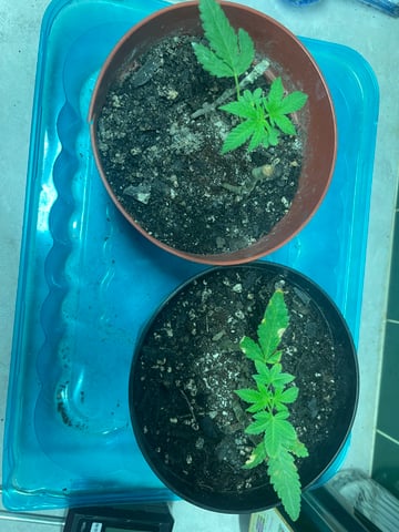 Alfie & Franki — vegetative, day 28