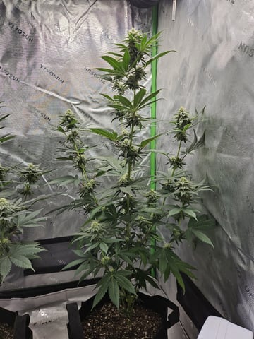 Bruce Banner #4  — flower, day 92