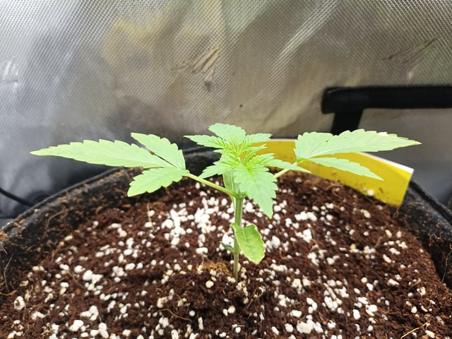 Last girls got kicked. — seedling_rooting, day 14