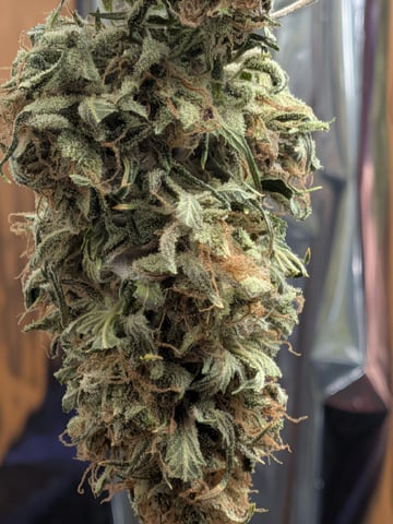 Zkittlez (Auto) — harvest, day 123