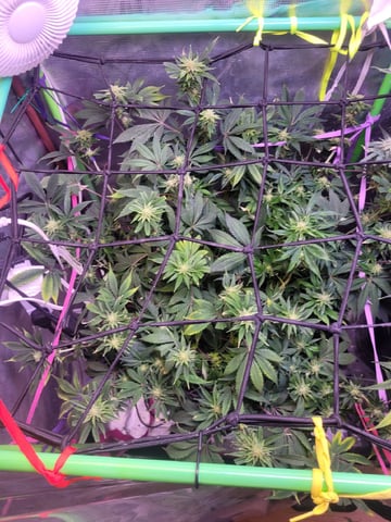 6th Grow — flower, day 69