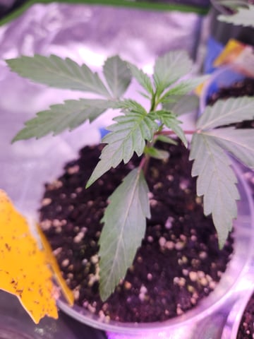Another round of Mephisto Genetics from Schoolyard Crush and Do-si-delirium drops. — seedling_rooting, day 15