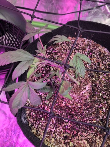 2025-26 — vegetative, day 16