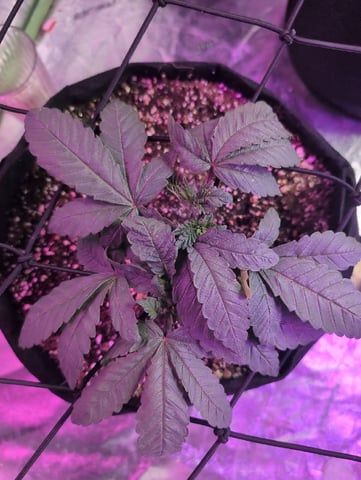 2025-26 — vegetative, day 19